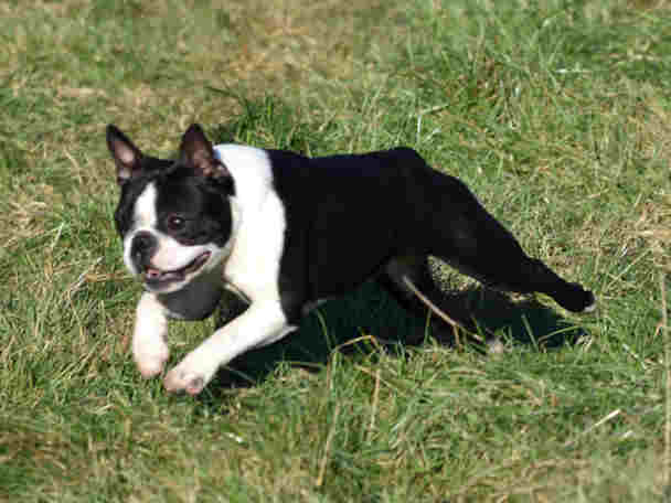 Boston Terrier en mouvement