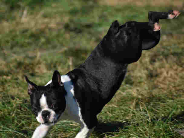Boston Terrier dynamique