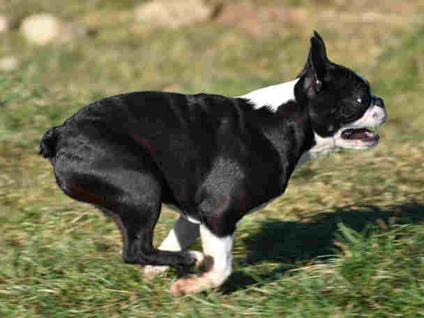 Boston Terrier courant