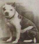 Atkinson's Toby