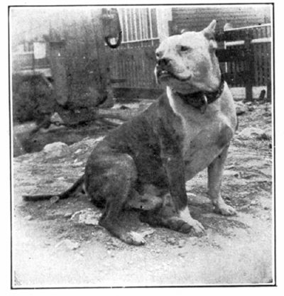 Hall's Max