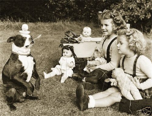 Boston Terrier faisant le clown