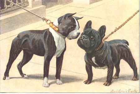 Boston Terrier et Bouledogue Français