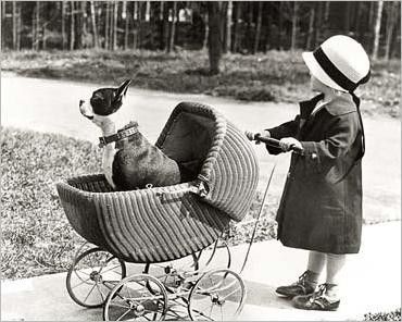 Boston Terrier et enfants