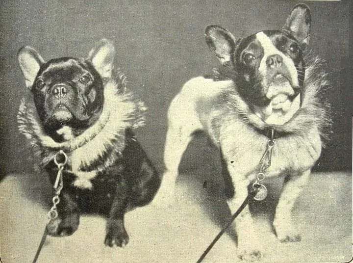 Bouledogues Français anciens