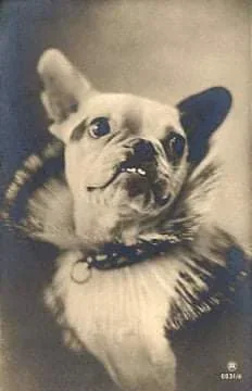 Portrait ancien de Bouledogue Français