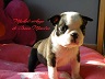 Photo du chiot