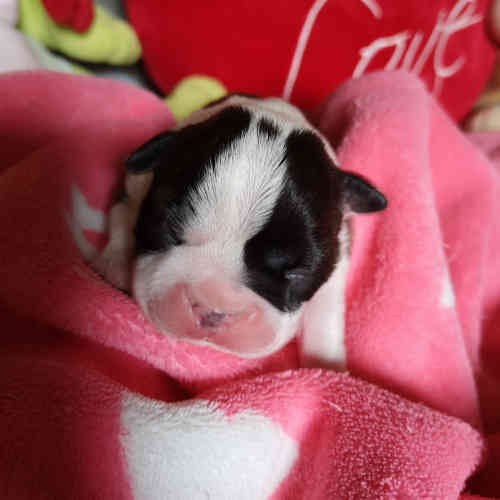 Photo du chiot