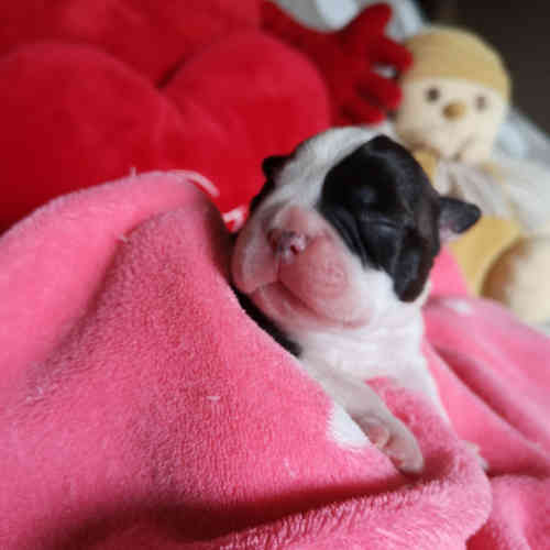 Photo du chiot