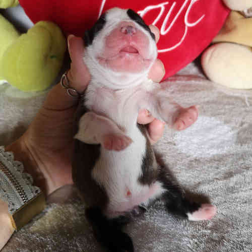 Photo du chiot