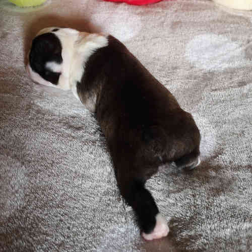 Photo du chiot