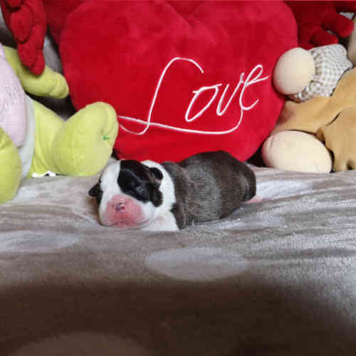 Photo du chiot
