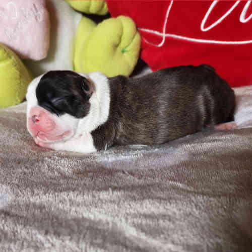 Photo du chiot