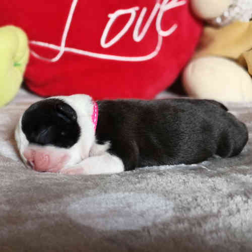 Photo du chiot