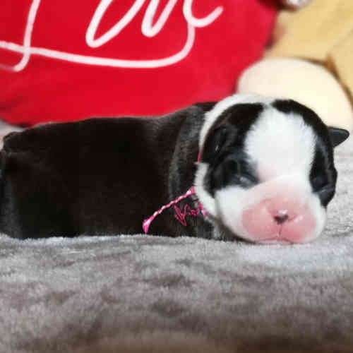 Photo du chiot