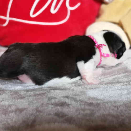 Photo du chiot