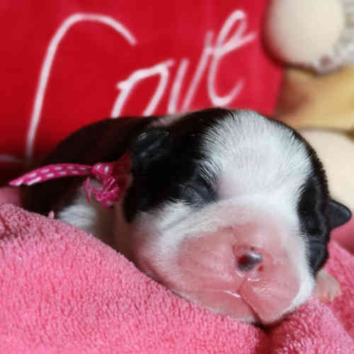 Photo du chiot