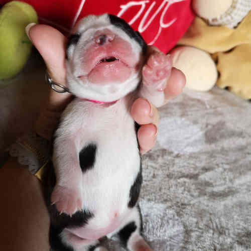 Photo du chiot