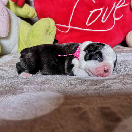 Photo du chiot