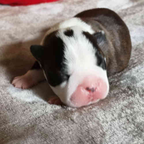 Photo du chiot