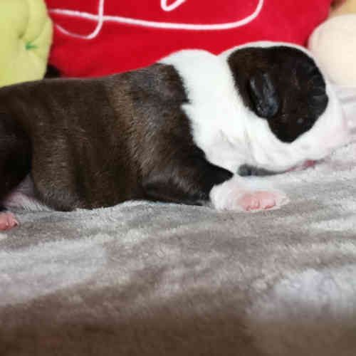 Photo du chiot