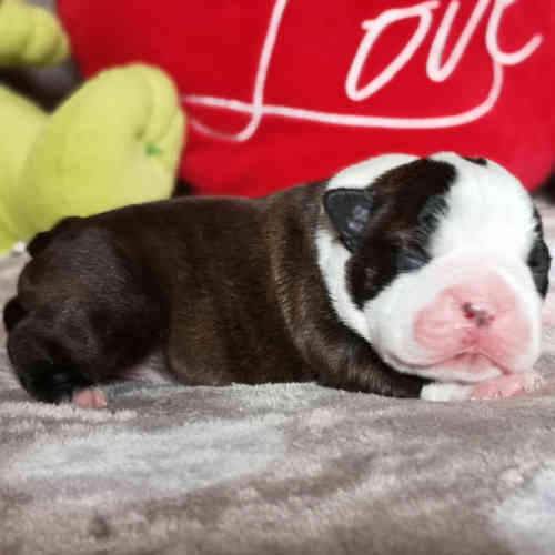 Photo du chiot