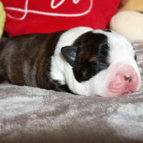 Photo du chiot