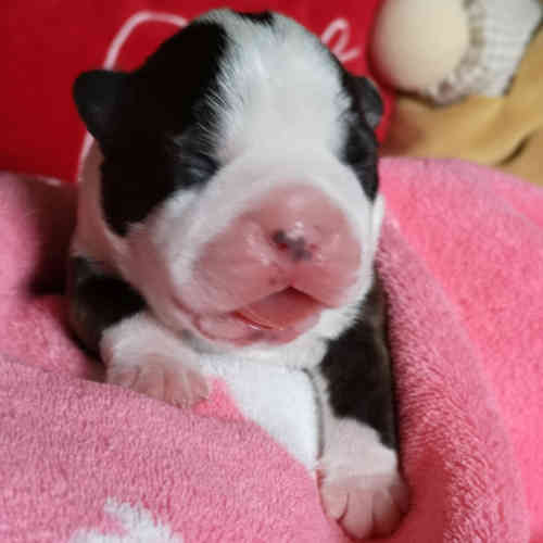 Photo du chiot