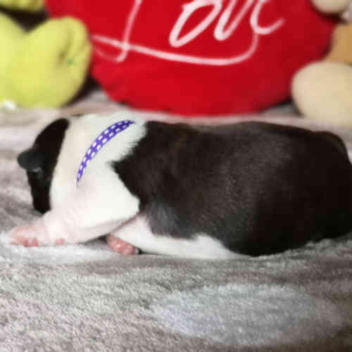 Photo du chiot
