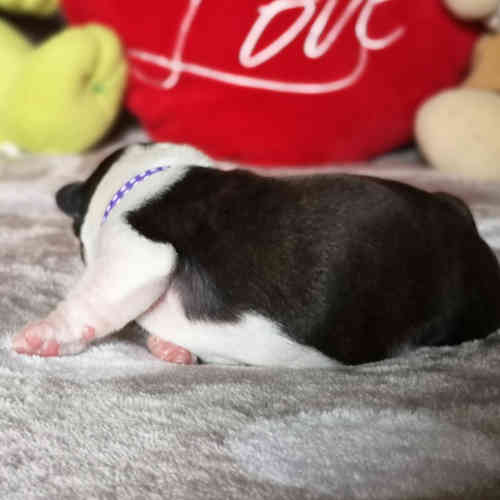 Photo du chiot