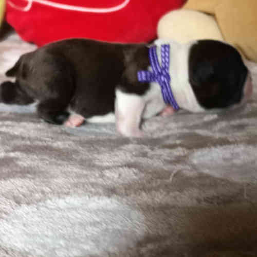 Photo du chiot