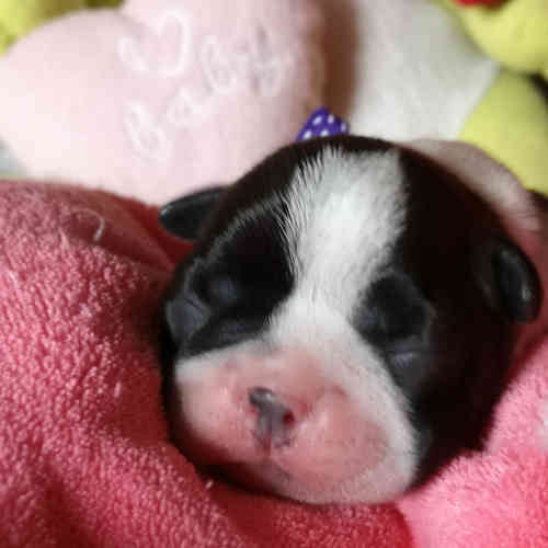 Photo du chiot