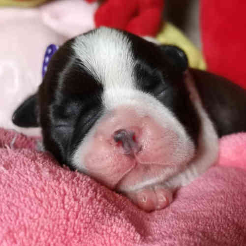Photo du chiot