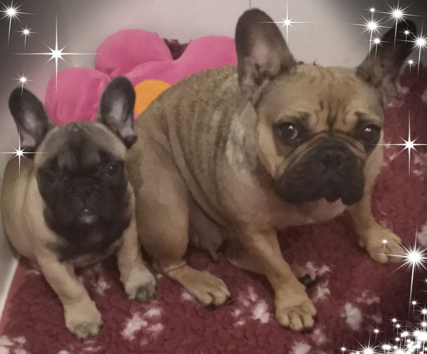 Photo du chiot