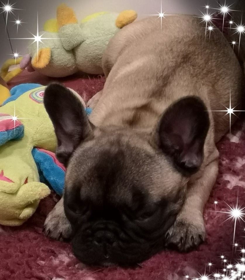 Photo du chiot