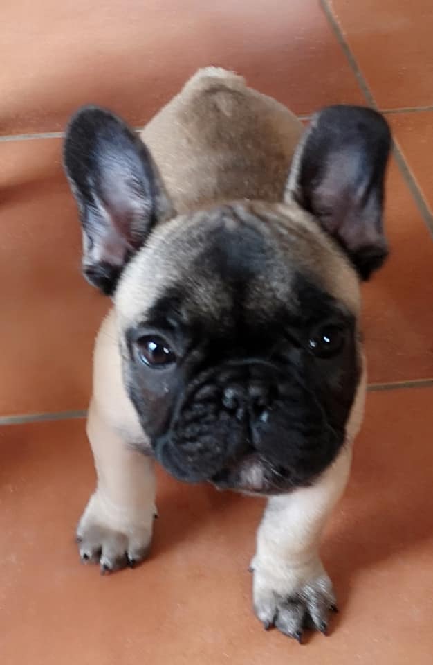 Photo du chiot