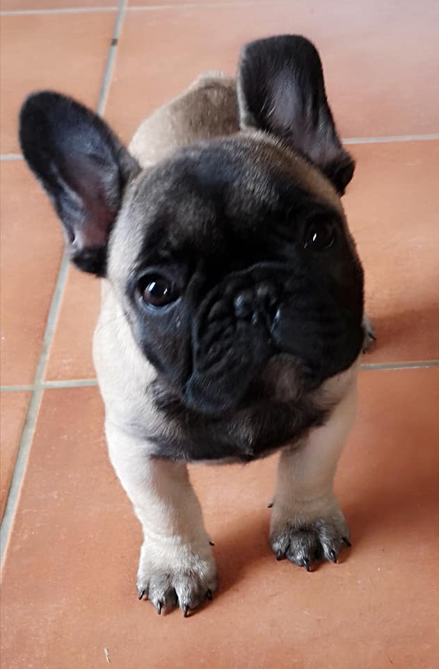 Photo du chiot