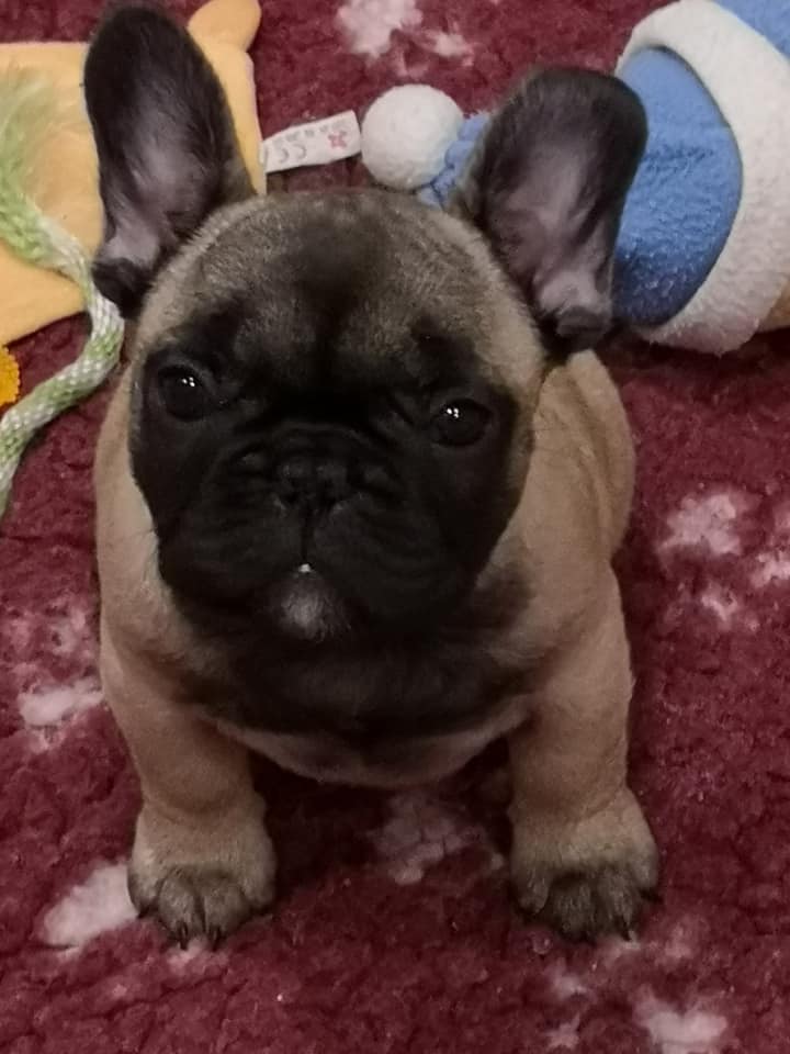 Photo du chiot