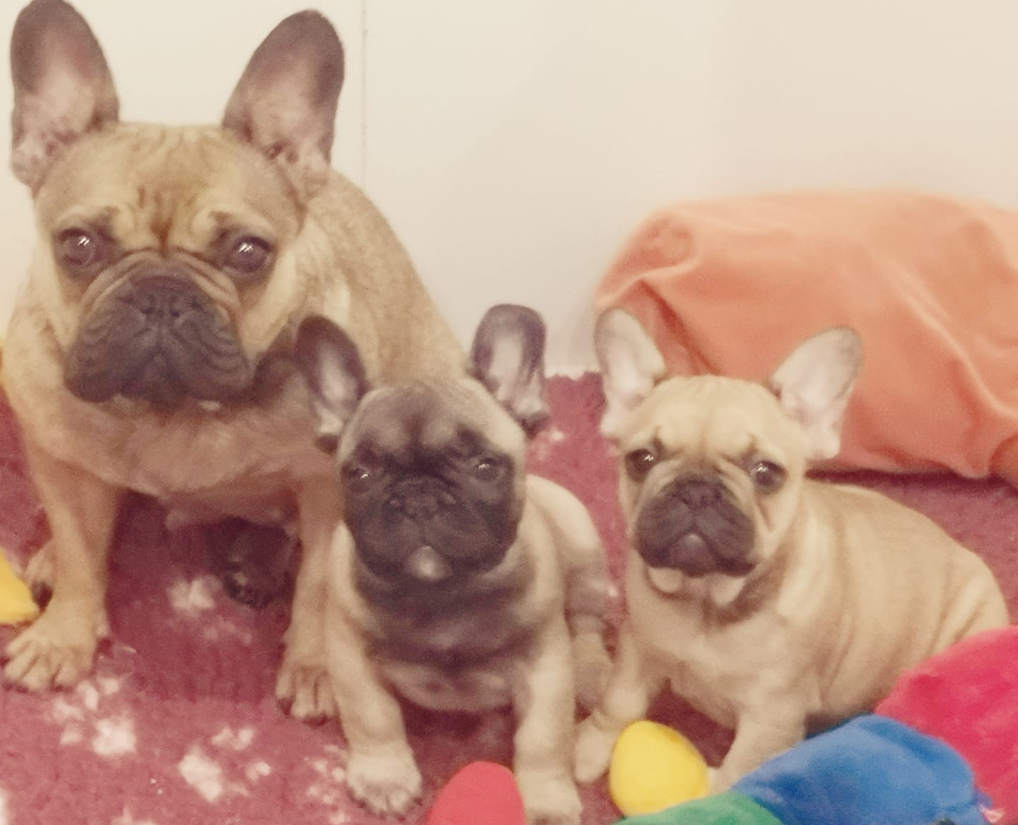 Photo du chiot