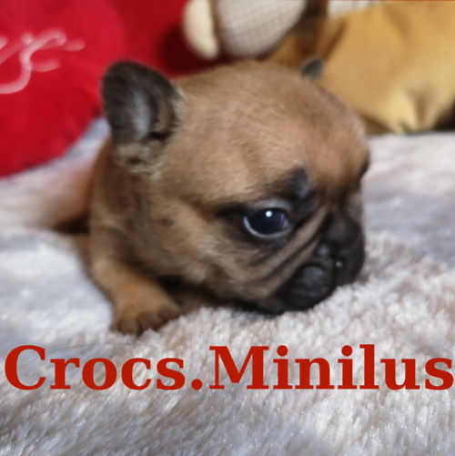 Photo du chiot