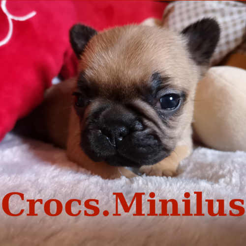 Photo du chiot