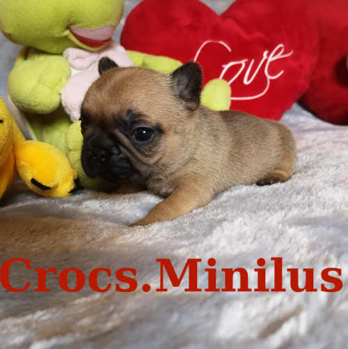 Photo du chiot