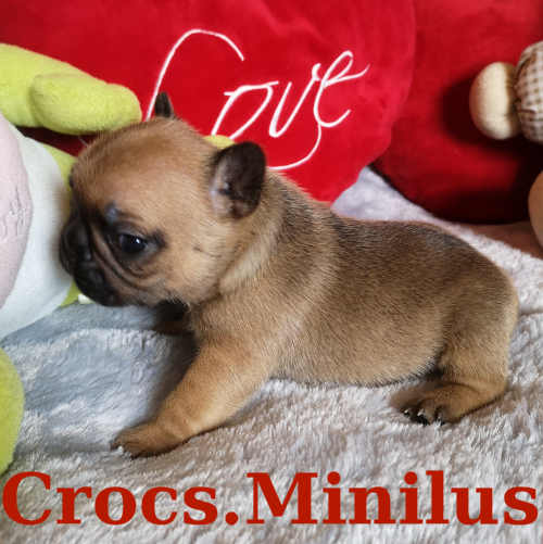 Photo du chiot