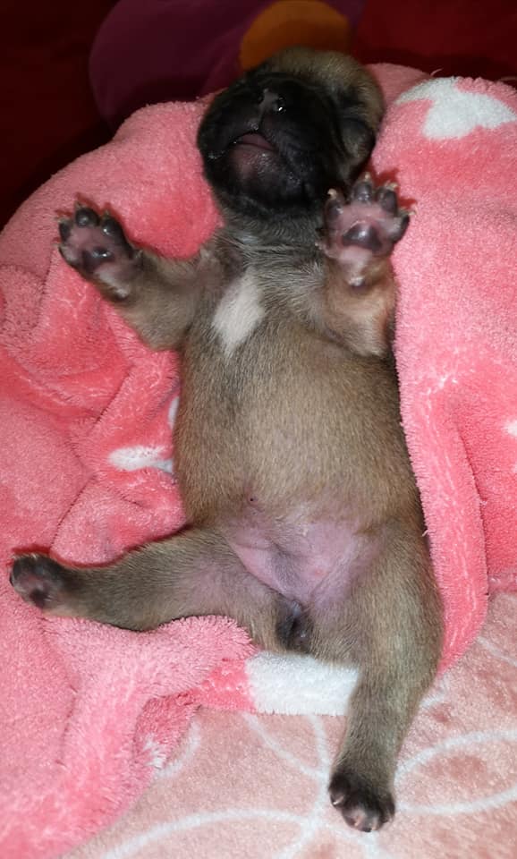 Photo du chiot