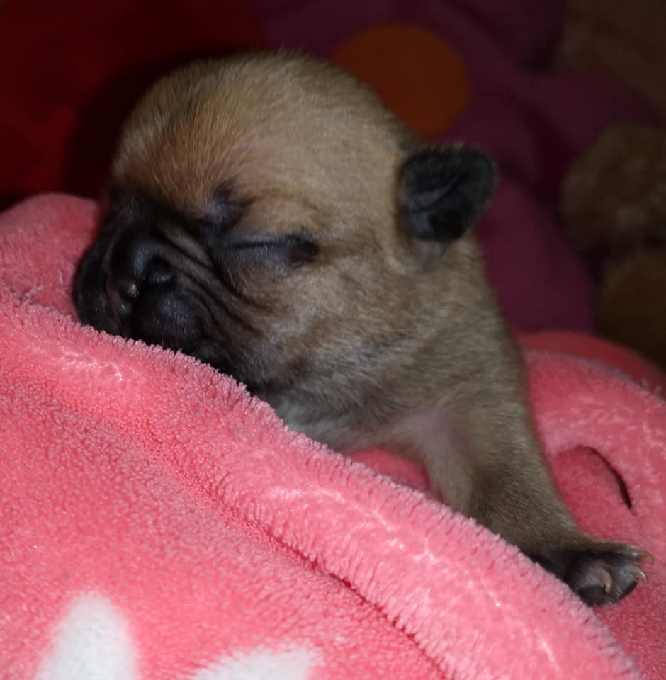 Photo du chiot