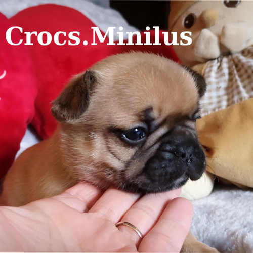 Photo du chiot