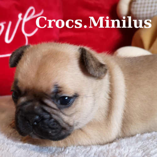 Photo du chiot