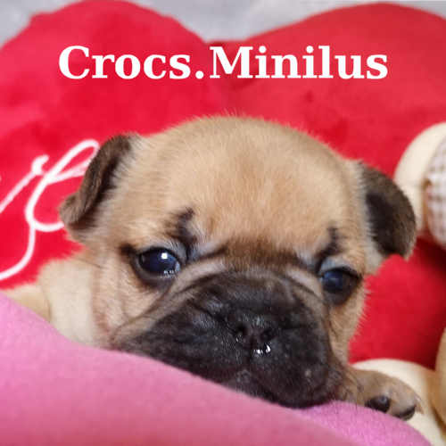 Photo du chiot