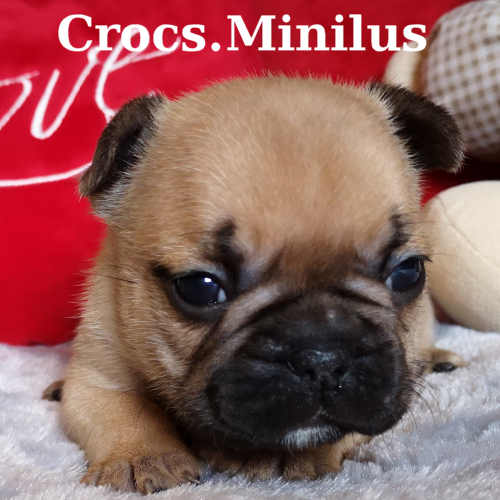 Photo du chiot