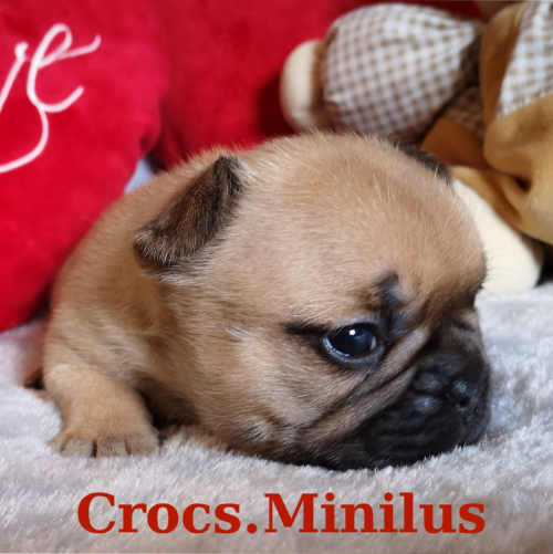 Photo du chiot